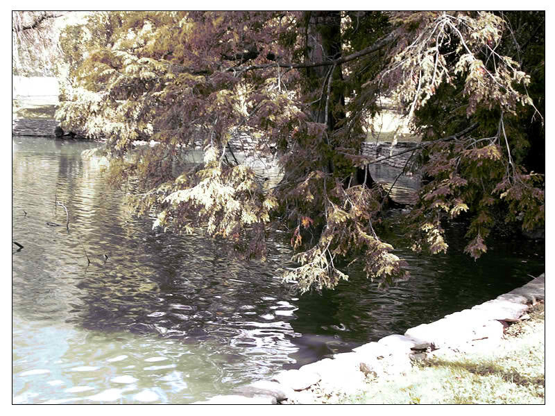 Tree Overhanging Pond