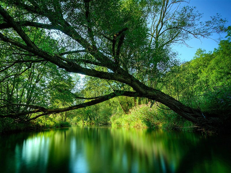 Tree Overhanging River — Green, Serene, Afternoon