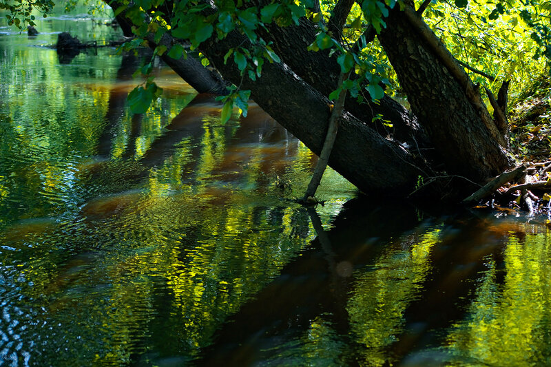 Tree Overhanging River — Green