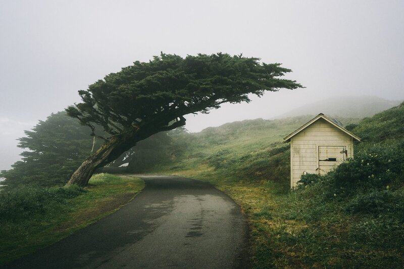 Tree Overhanging Road