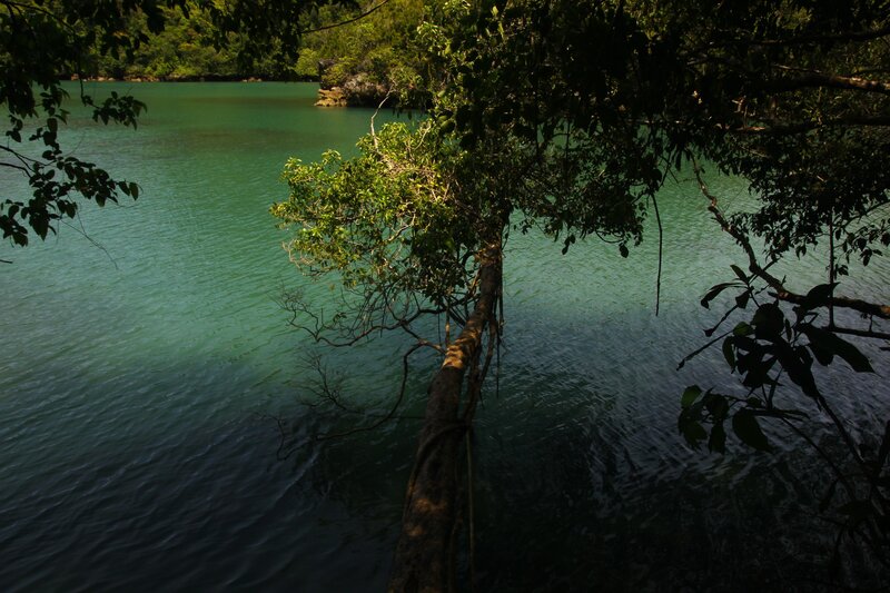 Tree overhanging turquoise water