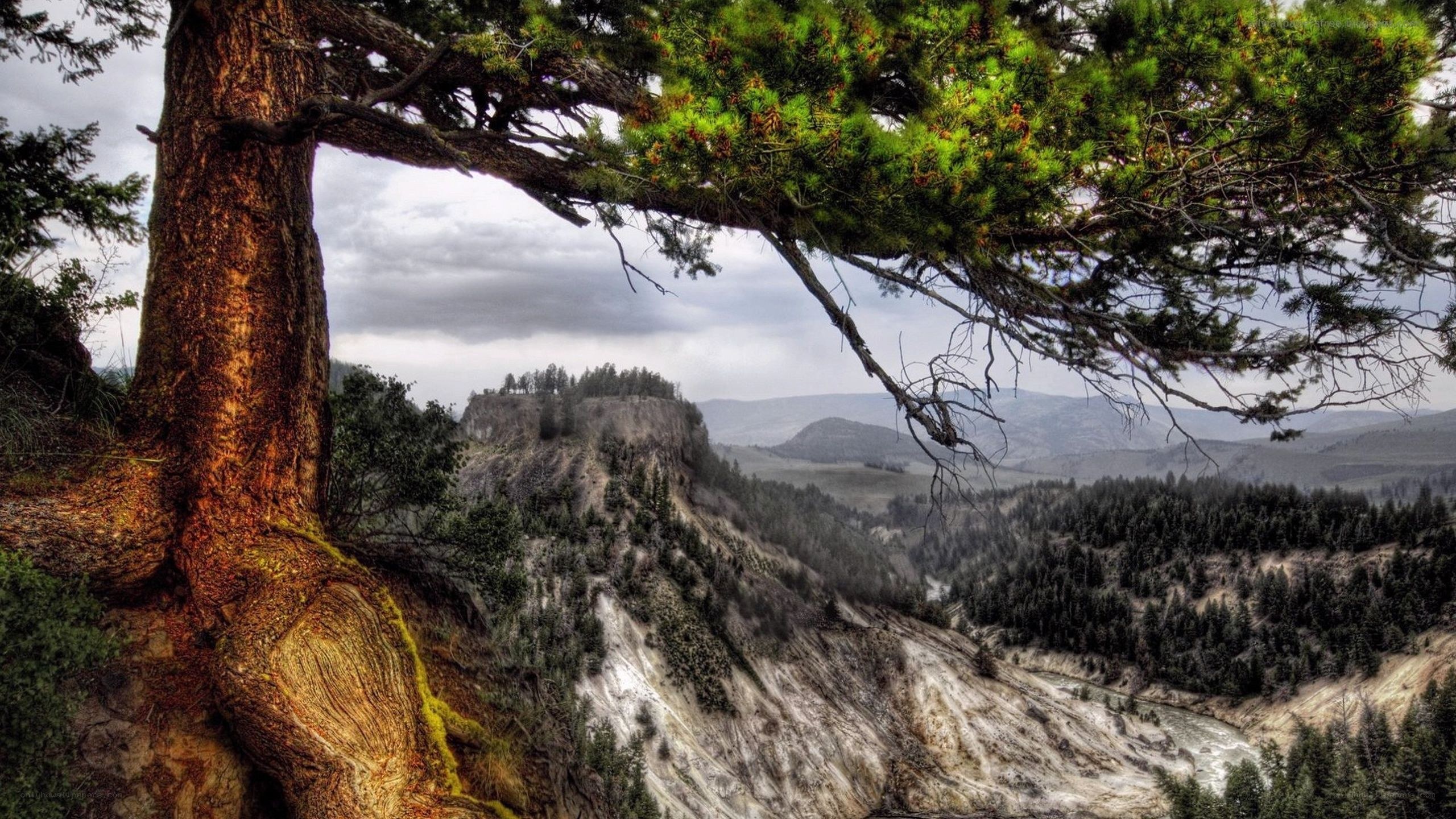 Tree overlooking a canyon