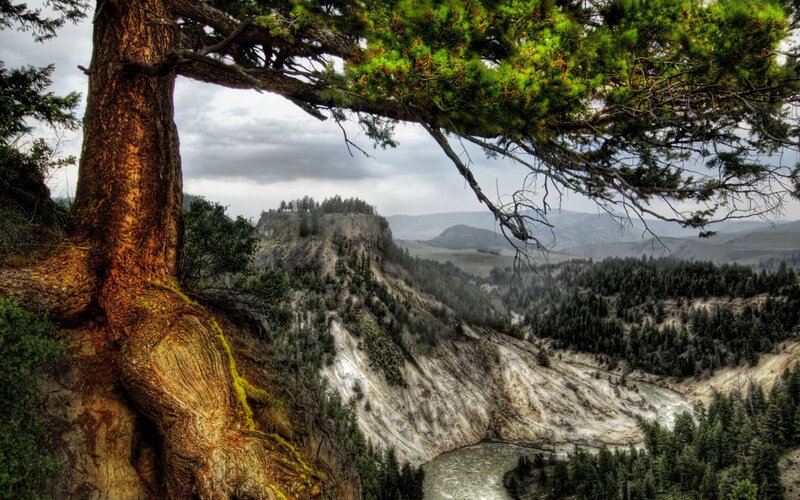 Tree overlooking a river canyon