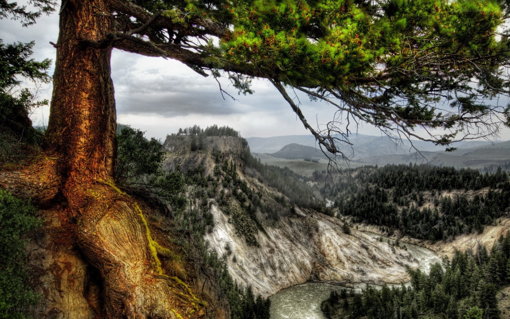 Tree overlooking a river canyon