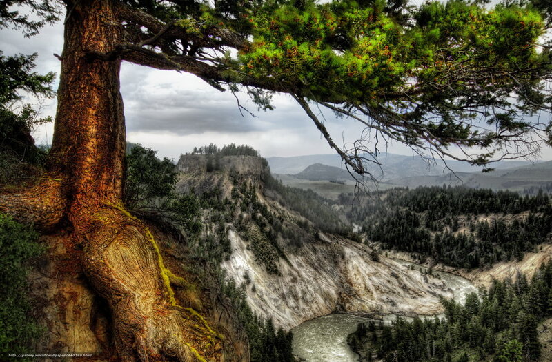 Tree overlooking a river canyon