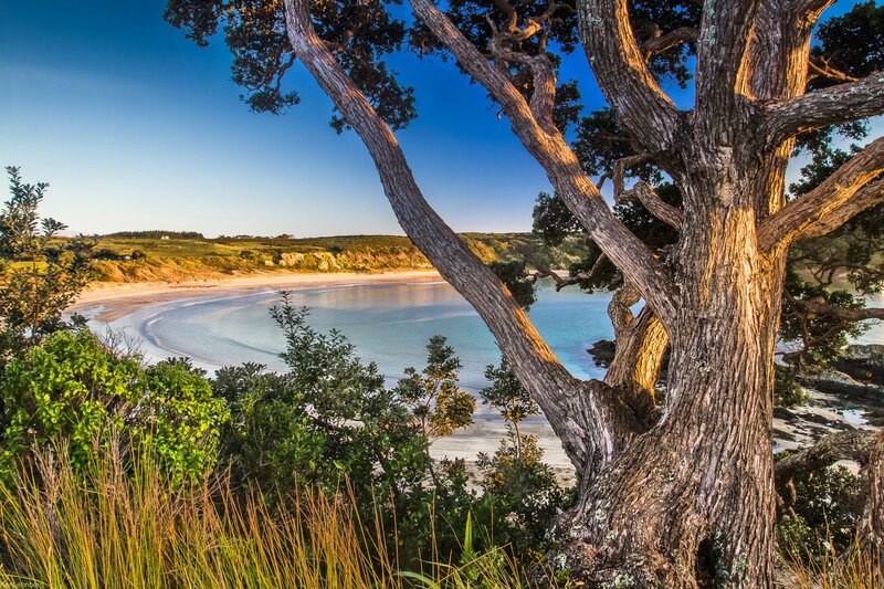 Tree Overlooking Bay