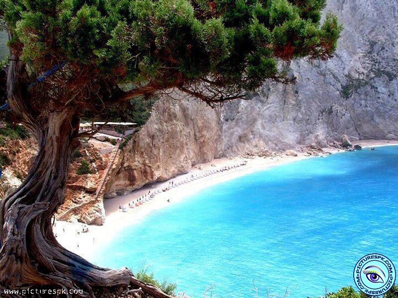 Tree Overlooking Beach