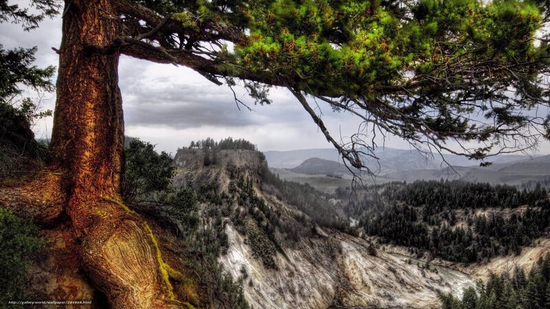 Tree overlooking canyon landscape
