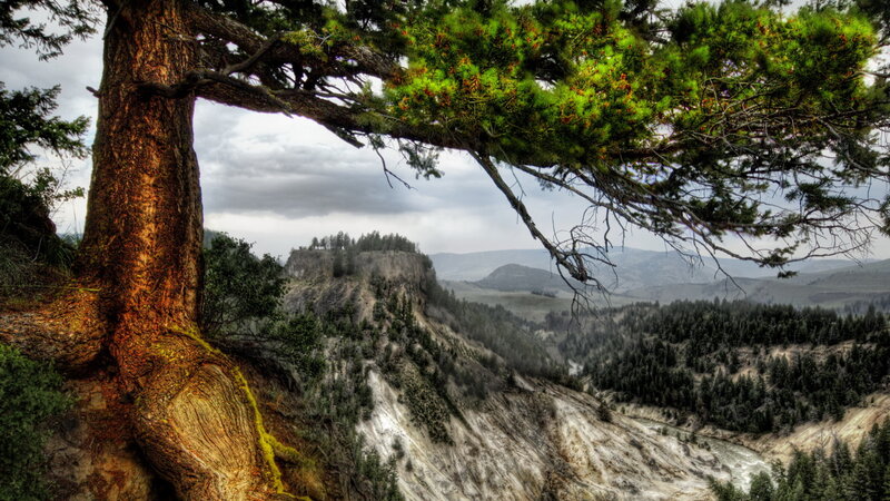 Tree Overlooking Canyon