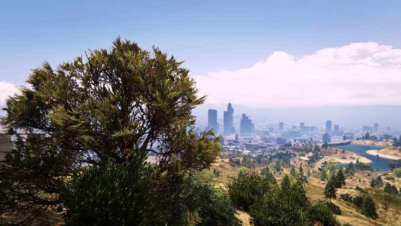 Tree Overlooking City — Green