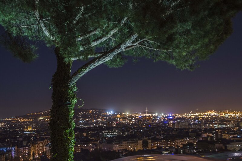 Tree Overlooking City