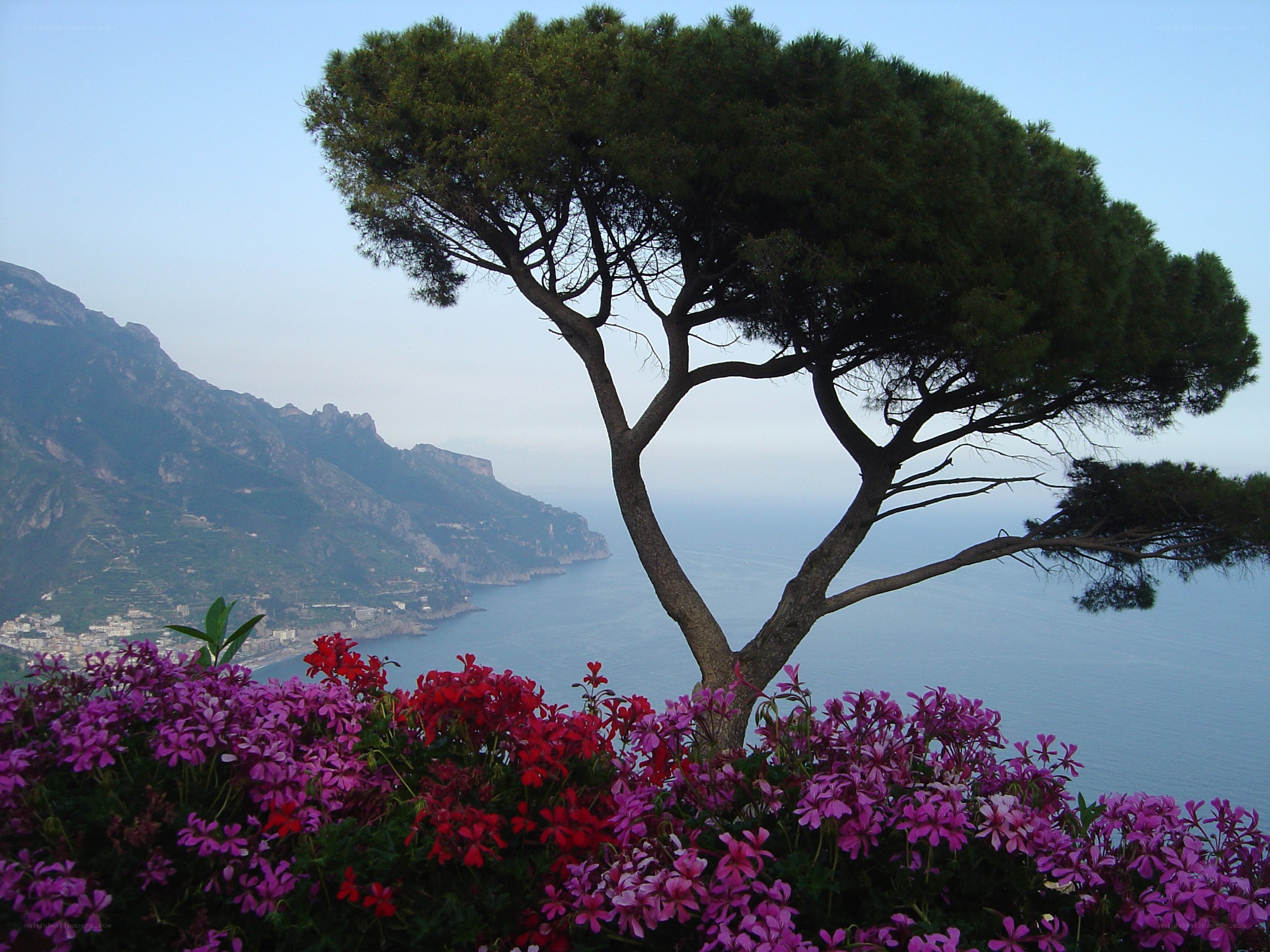Tree overlooking coastal town