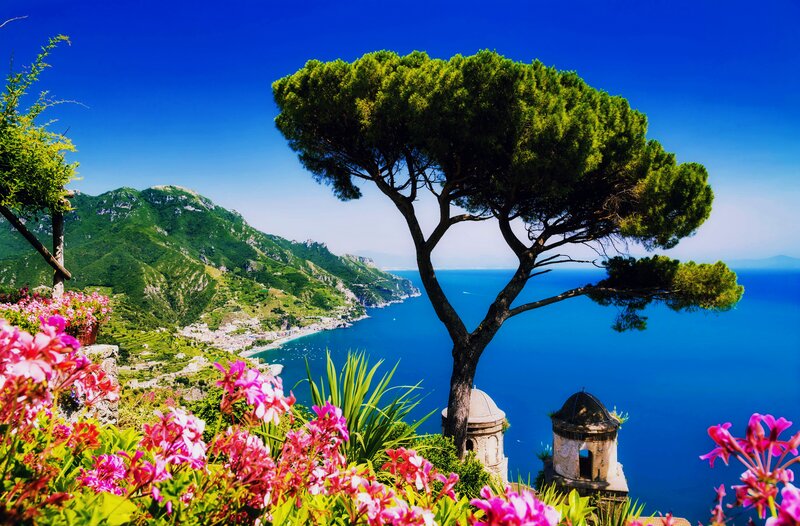 Tree Overlooking Coastline