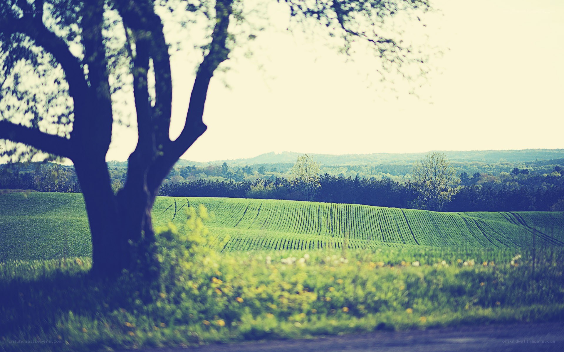 Tree overlooking green fields