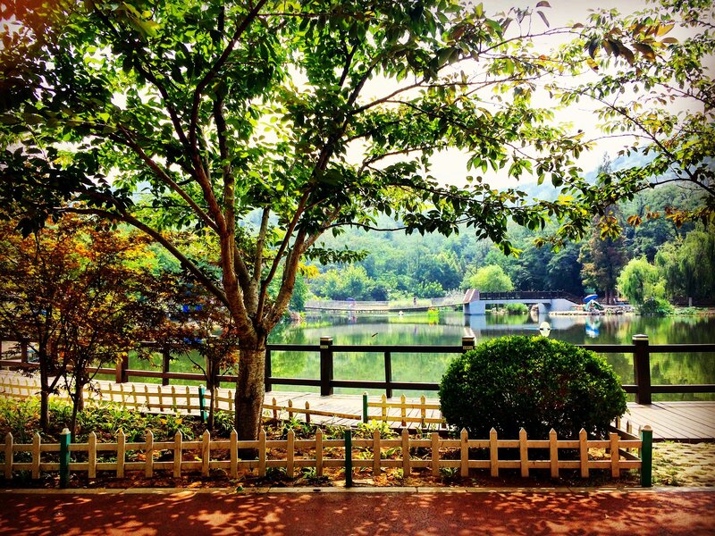Tree Overlooking Lake — Green, Serene