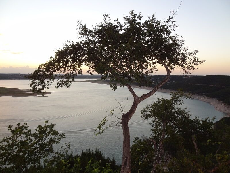 Tree Overlooking Lake