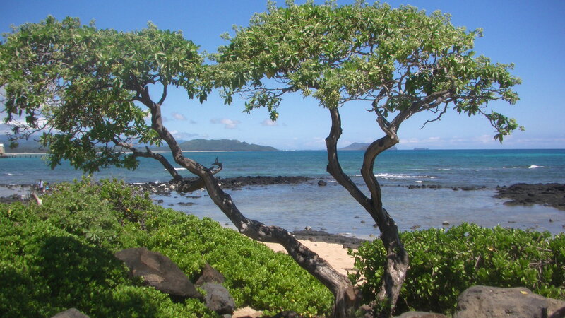 Tree Overlooking Ocean — Green