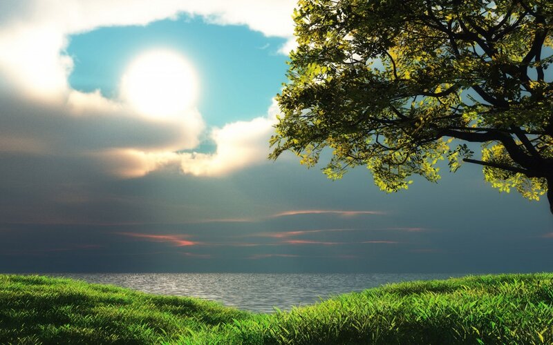 Tree Overlooking Ocean