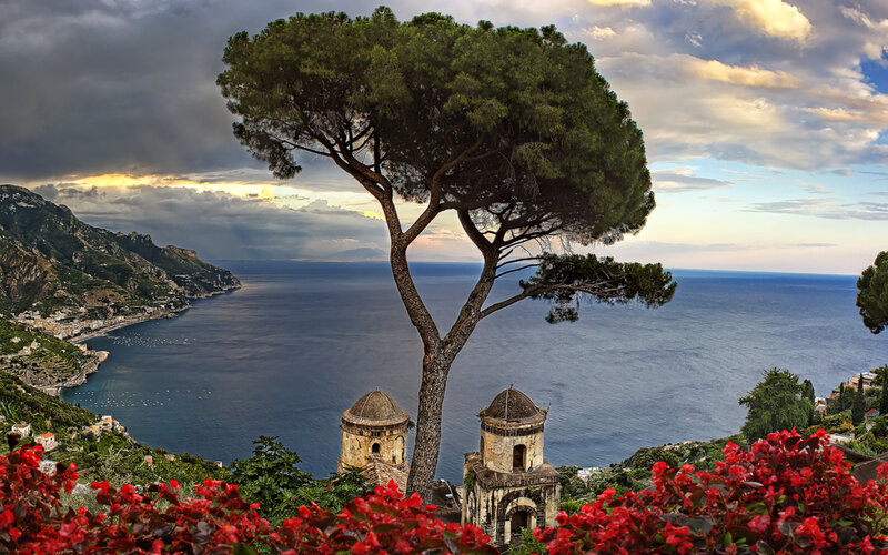 Tree Overlooking Sea — Green