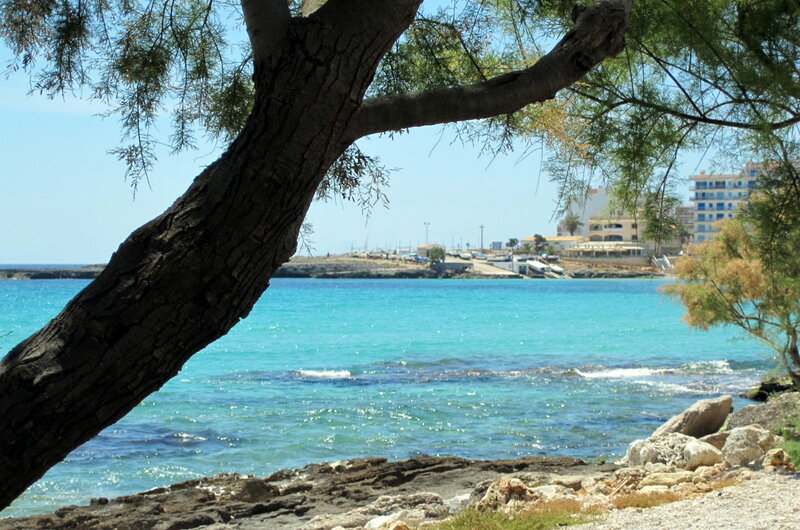 Tree Overlooking Turquoise Sea