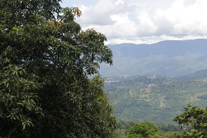 Tree Overlooking Valley — Green, Serene