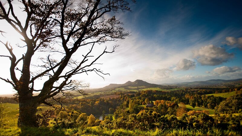 Tree Overlooking Valley