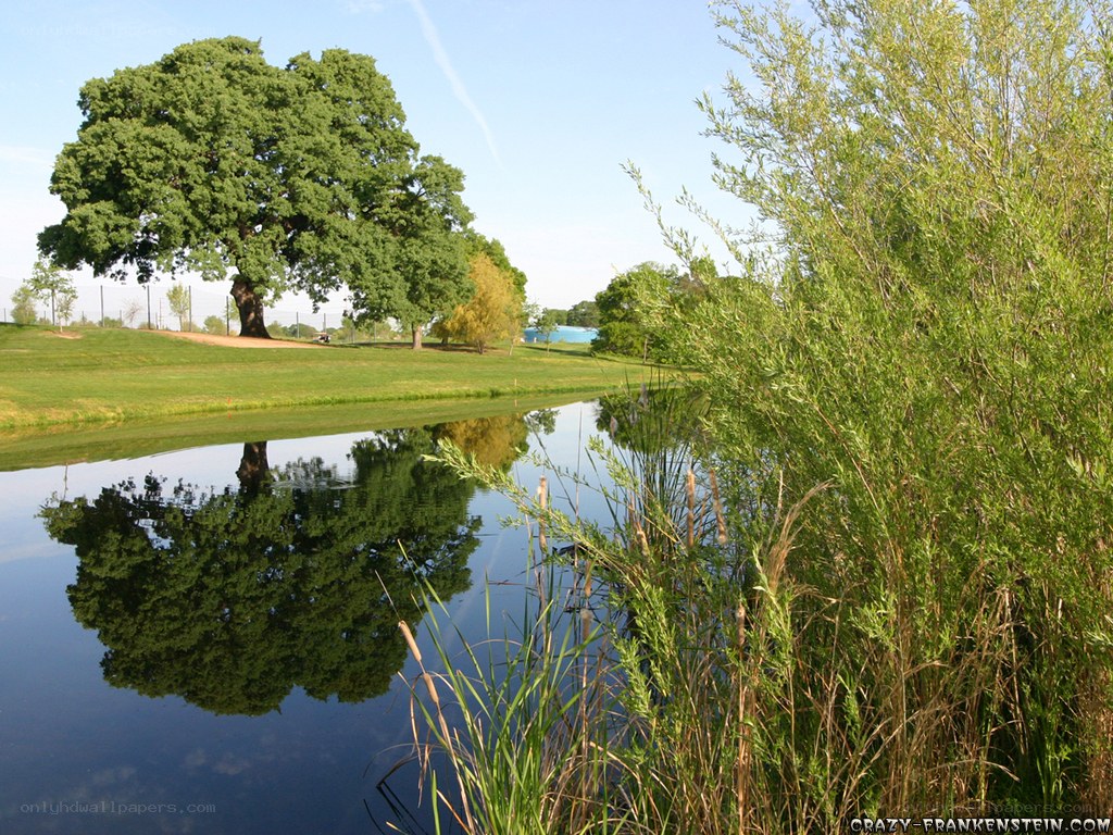 Tree reflected in a pond