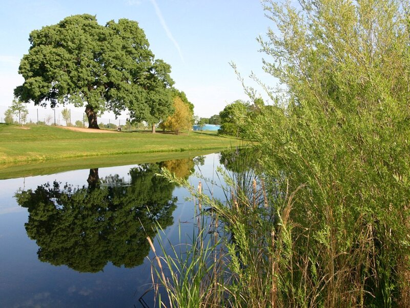 Tree reflected in a pond