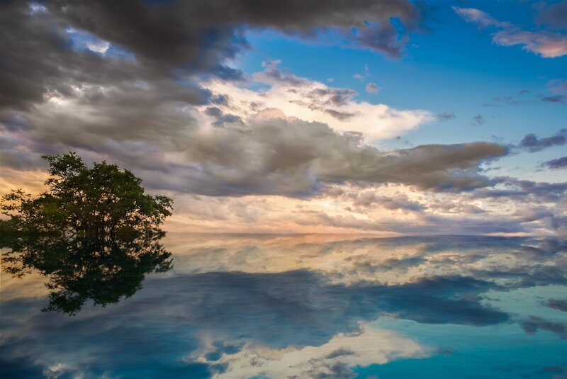 Tree reflected in calm water
