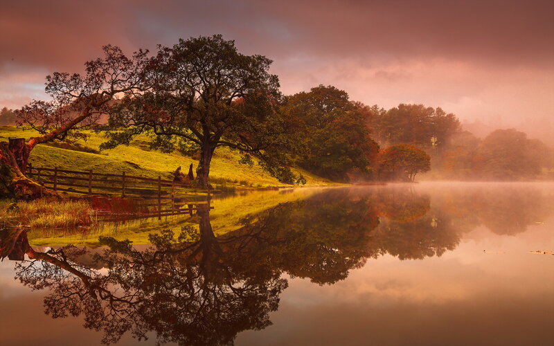 Tree Reflected in Lake