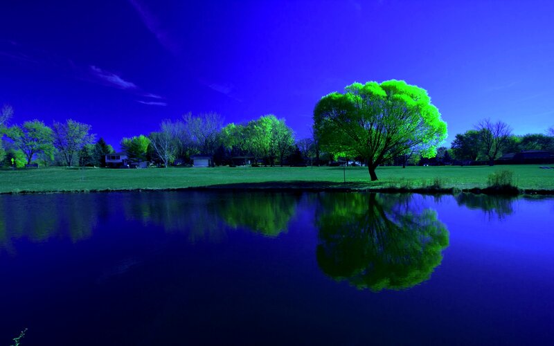 Tree Reflecting in Pond — Blue