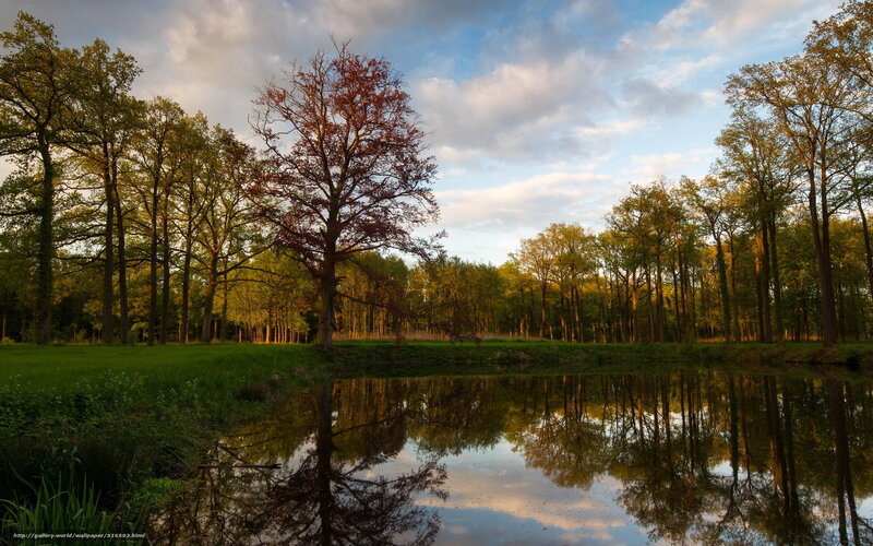 Tree Reflecting in Pond — Green