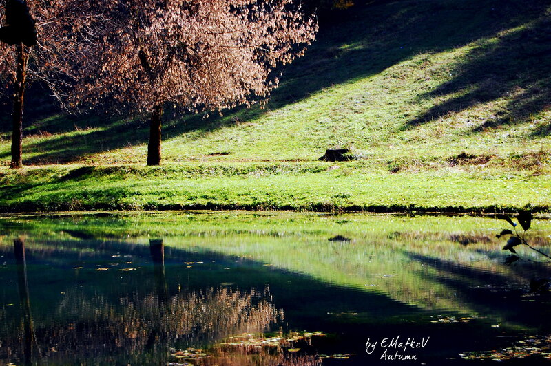 Tree Reflecting in Pond
