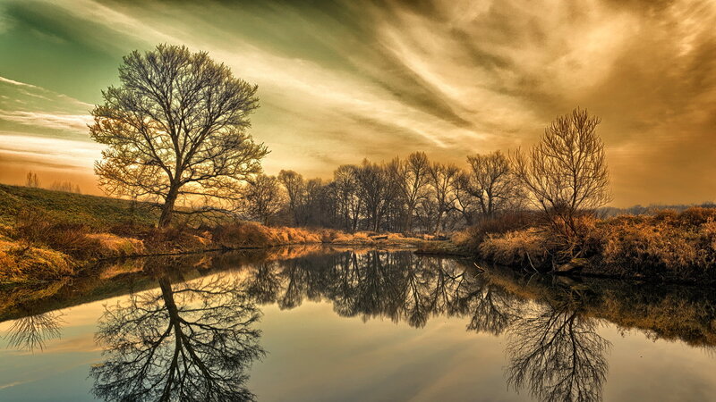 Tree Reflecting in River
