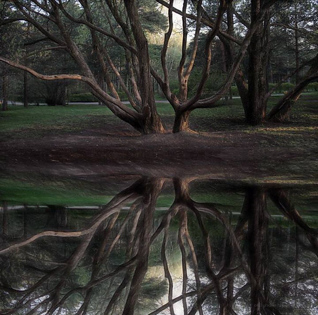 Tree reflection in a pond