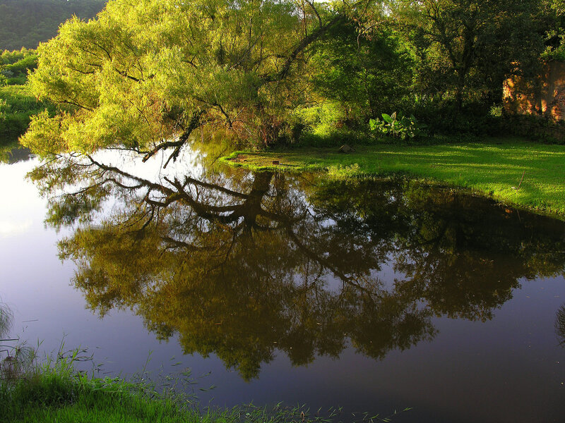 Tree reflection in calm water
