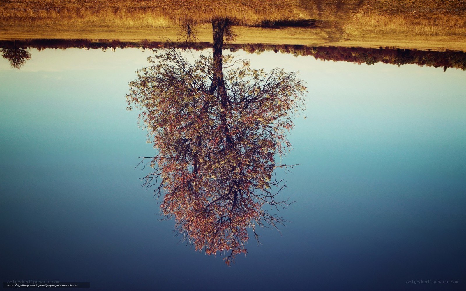 Tree reflection in calm water