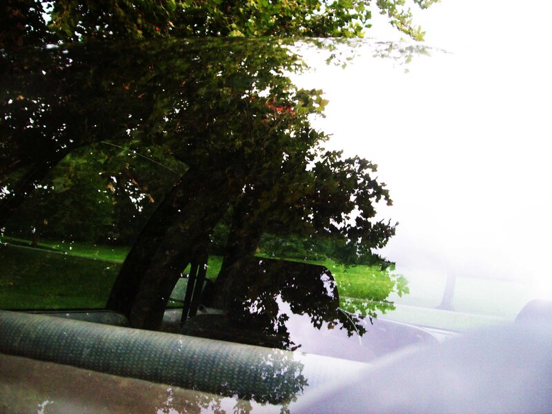 tree reflection in car window