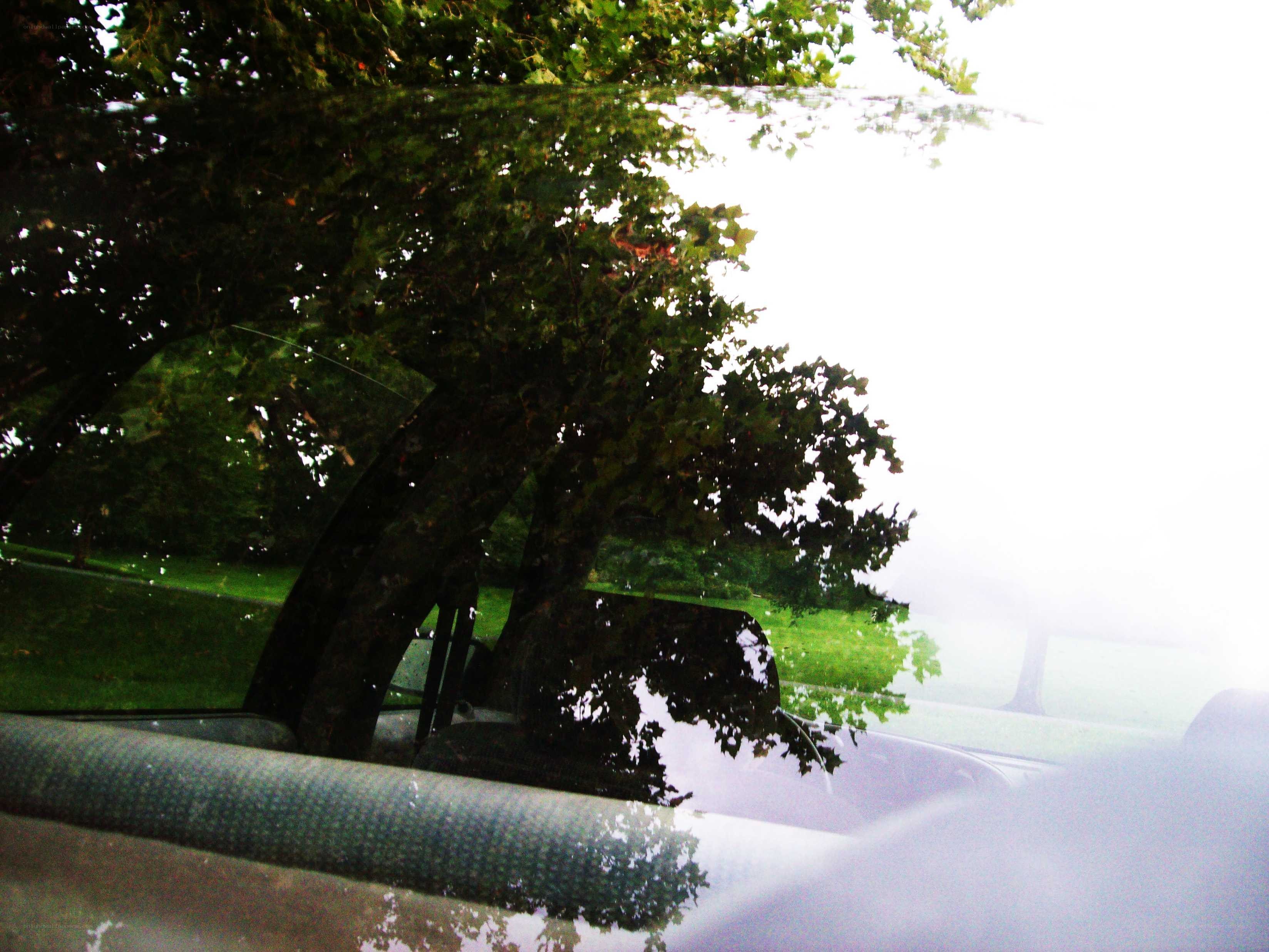 tree reflection in car window
