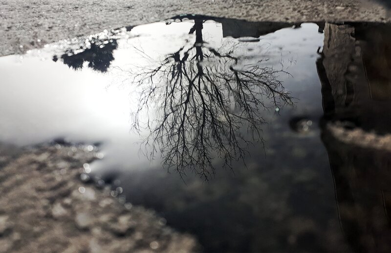 Tree Reflection in Puddle
