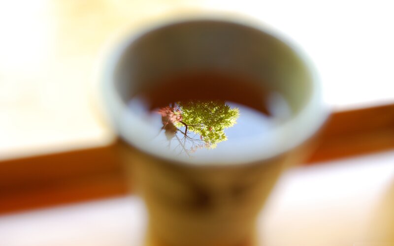 Tree reflection in tea cup