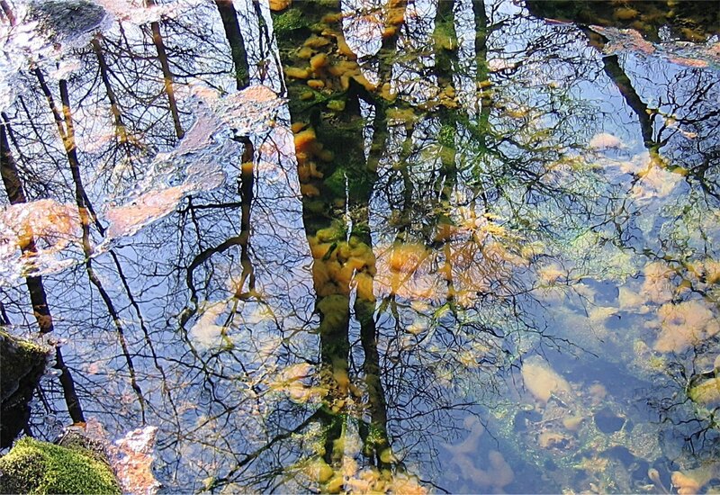 Tree reflection in water