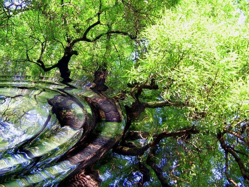 Tree reflection in water