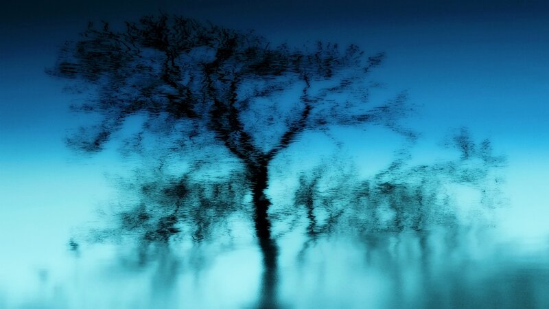 Tree Reflection in Water — Blue, Serene