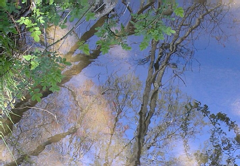 Tree Reflection in Water — Blue