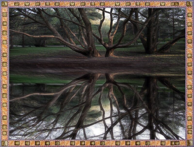 Tree Reflection in Water — Brown, Serene