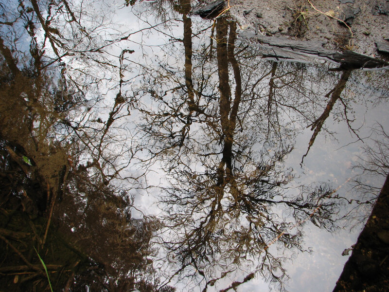 Tree Reflection in Water — Brown