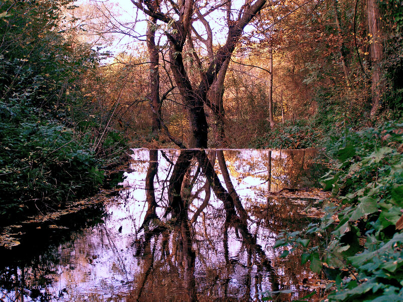 Tree Reflection in Water — Green