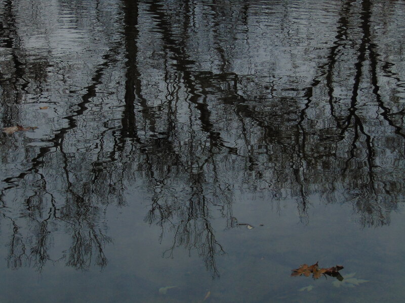 Tree Reflections in Water — Gray