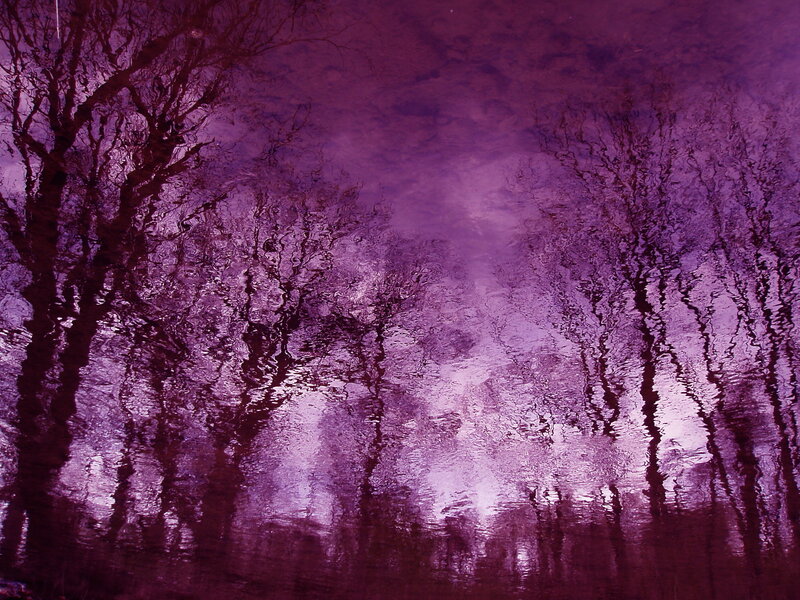 Tree Reflections in Water — Purple